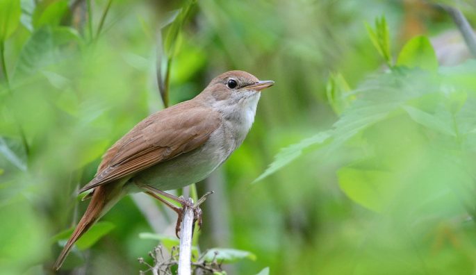 Common nightingale singing tour