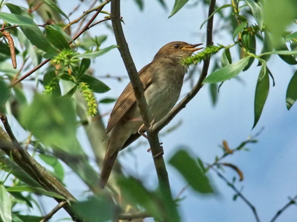 Common nightingale singing tour