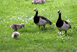 Branta leucopsis