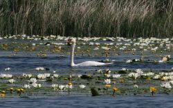 Astrakhansky Nature Preserve